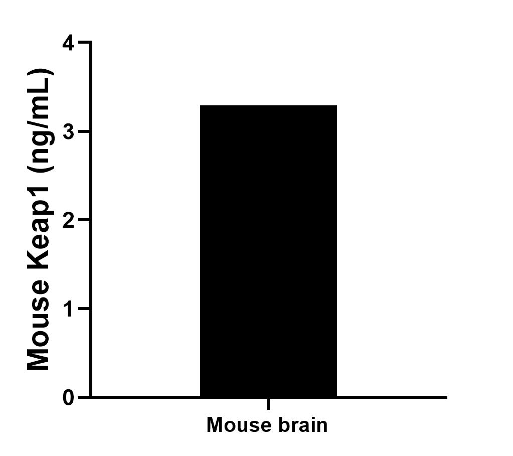 The mean Keap1 concentration was determined to be 3.29 ng/mL in mouse brain cell extract based on a 1.60 mg/mL extract load.